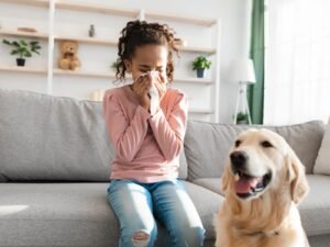 Uma jovem menina senta em um sofá cinza e espirra em um lenço de papel, demonstrando um sintoma de alergia. Ao lado do sofá, no chão, um cachorro golden retriever olha para a câmera